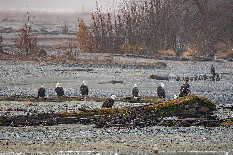 九只秃鹰栖息在河床上的旧木头上