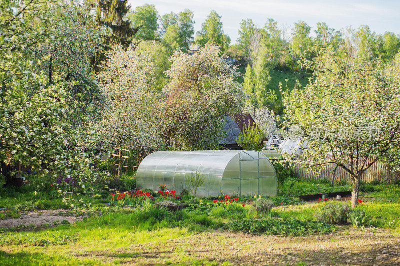 露天的有顶温室。春天盛开的花园。在小屋休息和工作。开花的苹果树和樱桃