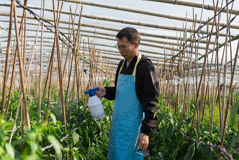 在蔬菜温室工作的农民