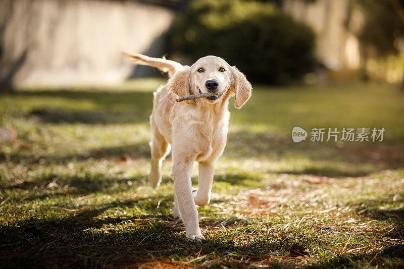 嘴里叼着一根棍子的金毛猎犬