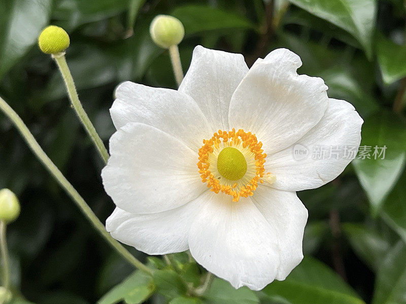 白色日本银莲花