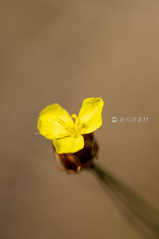 垂直拍摄的单颗桃的花与软的不聚焦茎和背景