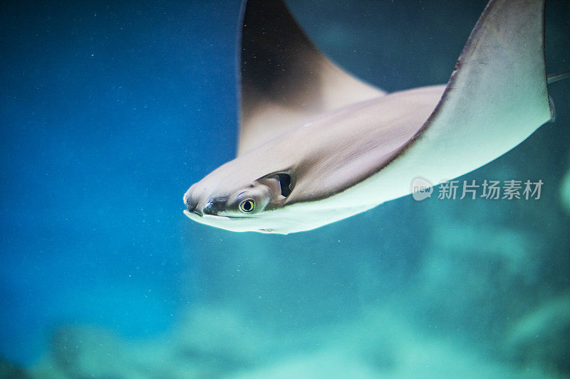 在水族馆的水下溜冰