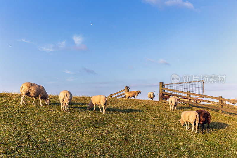 特谢林岛堤坝上的羊(荷兰)
