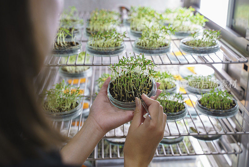 在实验室中种植幼苗