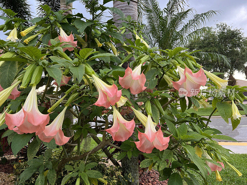 Brugmansia，俗称天使小号