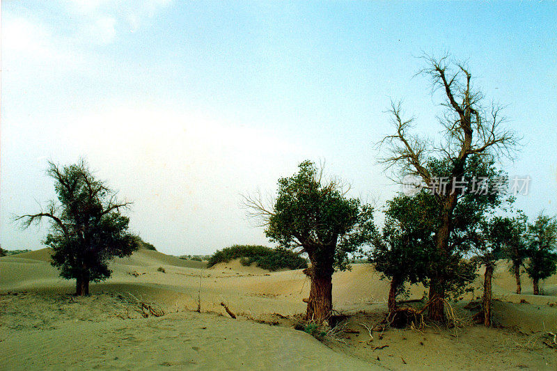 新疆塔克拉玛干沙漠边缘的胡杨