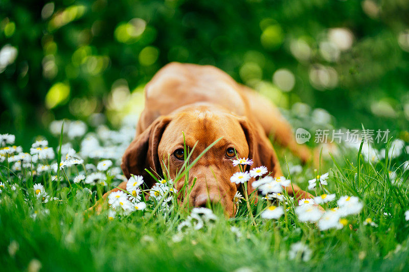 一只维兹拉犬把头靠在花园里的白花中间