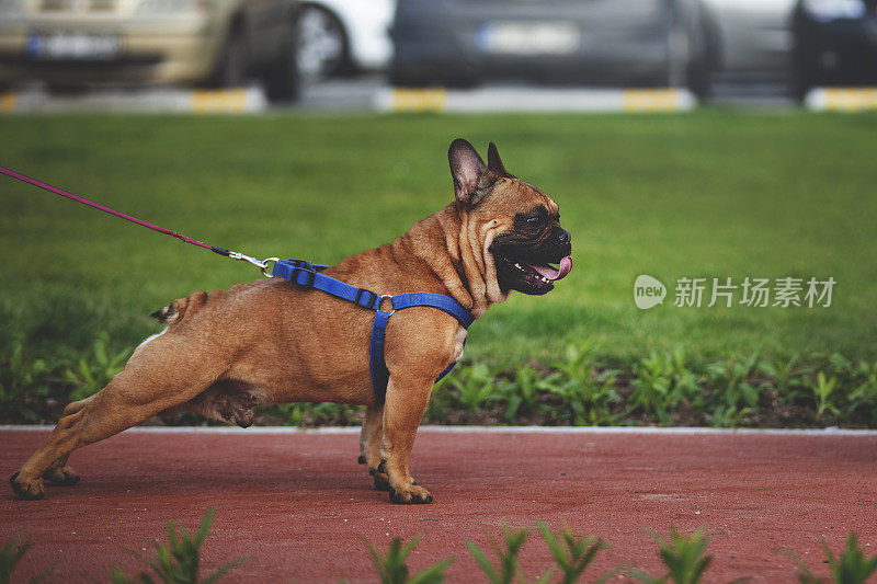 纯种法国斗牛犬