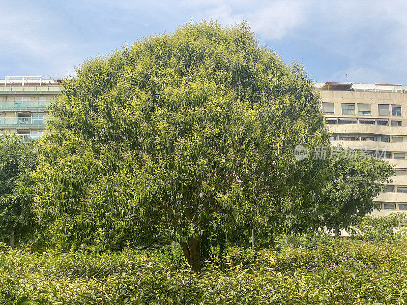 西班牙巴伦西亚图里亚花园的树
