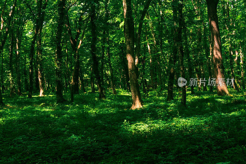 天然林木景观，温带阔叶林