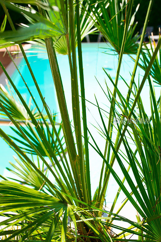 蓝色的海水和棕榈树