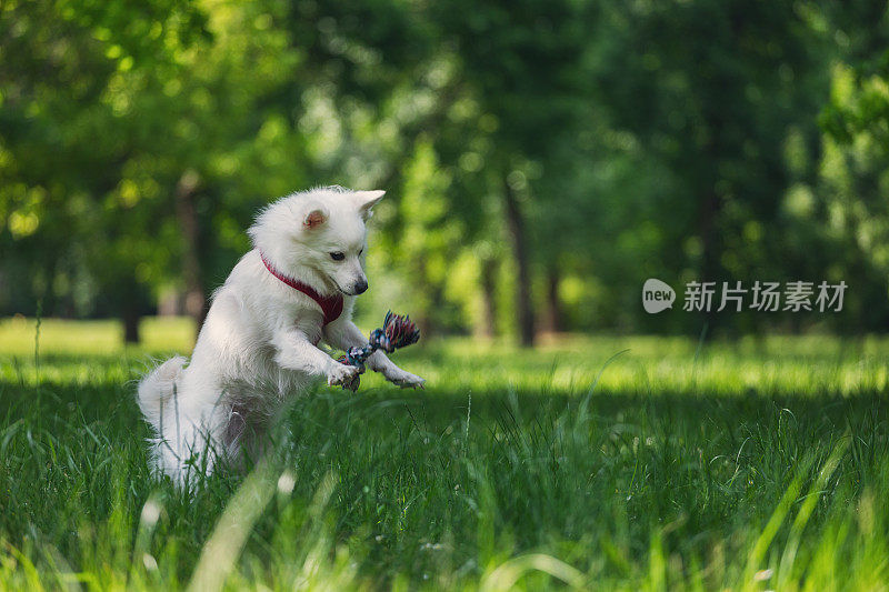 快乐微笑的宠物狗在春天的草地上玩玩具