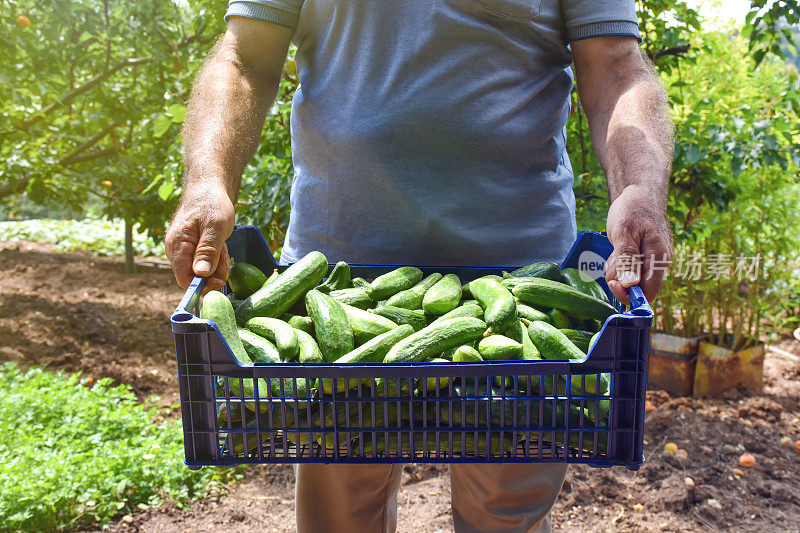 农民或园丁拿着一盒新鲜的有机黄瓜