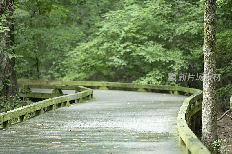 夏天一个雨夜的南部州湿地