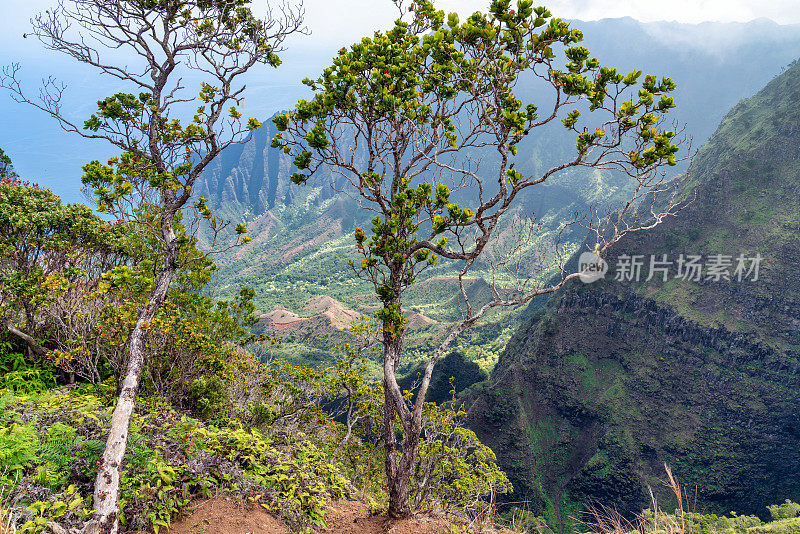 夏威夷考艾岛的海岸线