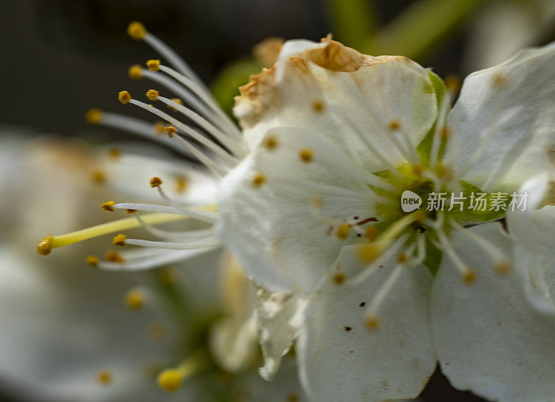 春天的苹果花特写