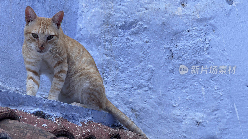 猫Chefchaouen、摩洛哥