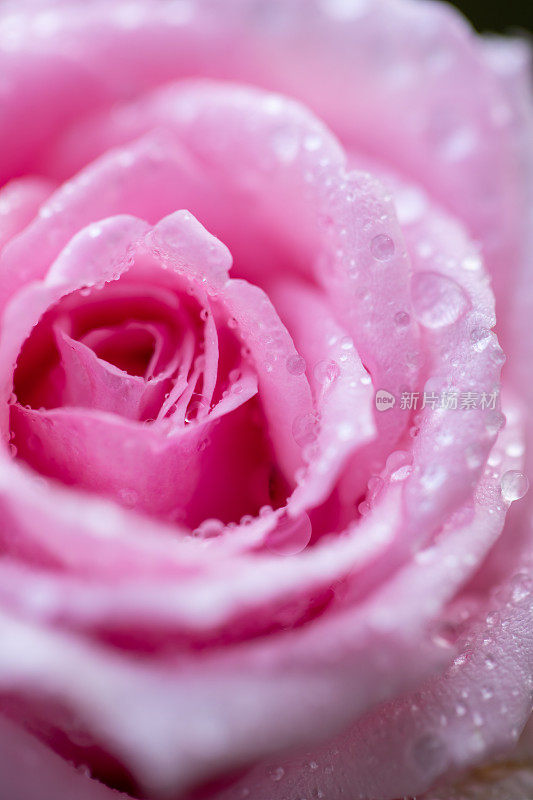 雨后，紫粉色的玫瑰在房子里绽放。
