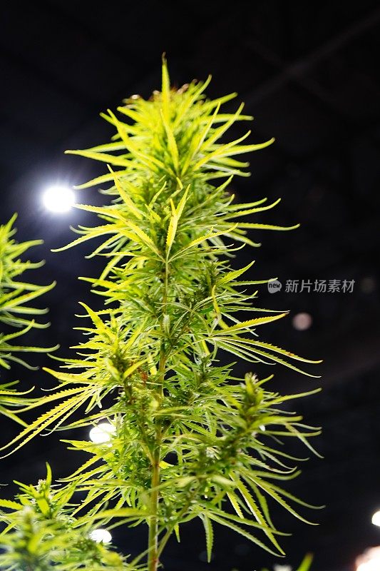 青花大麻