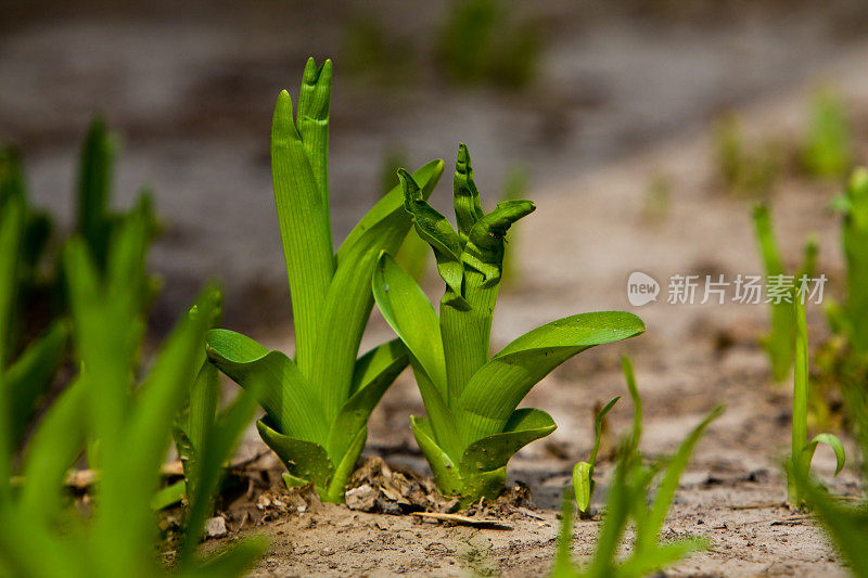 绿色的萌芽