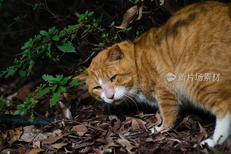 橙色虎斑猫回头看的画面