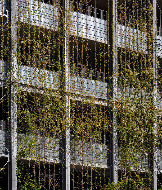 绿色植物生长在现代建筑的立面上