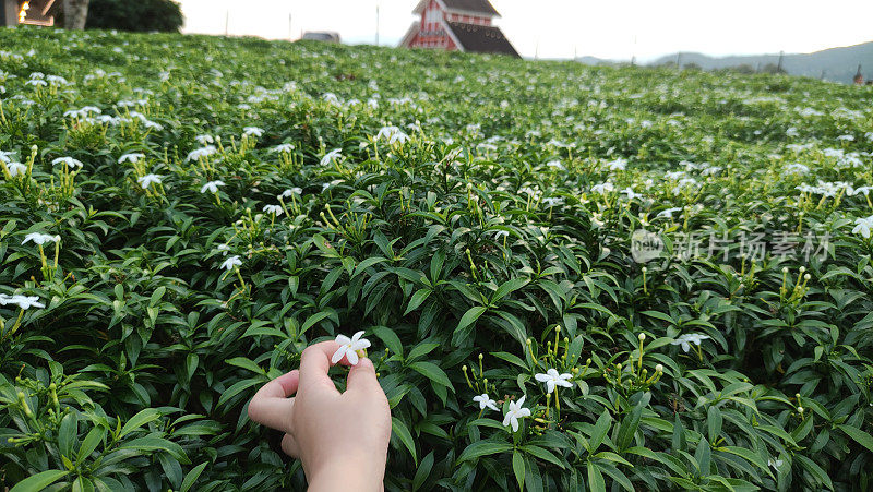 公园里冬天的花。