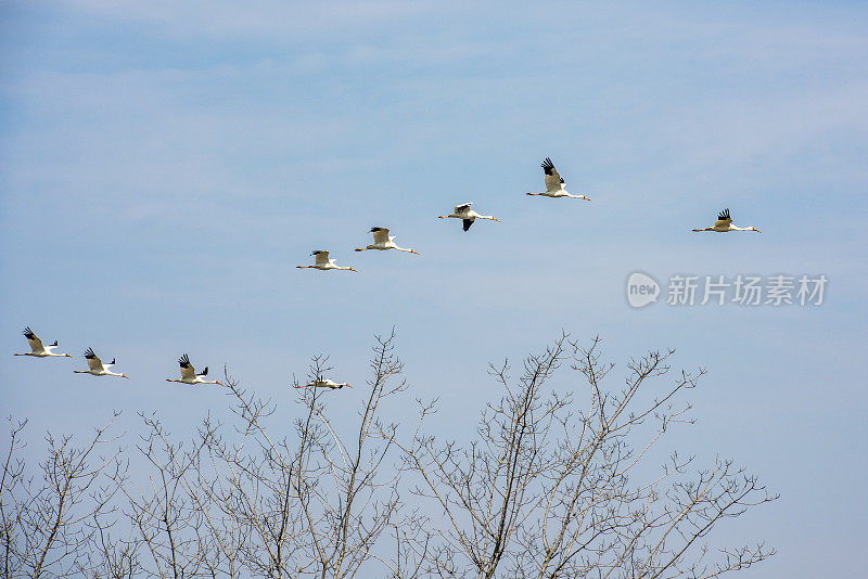 白鹤在天空中飞翔