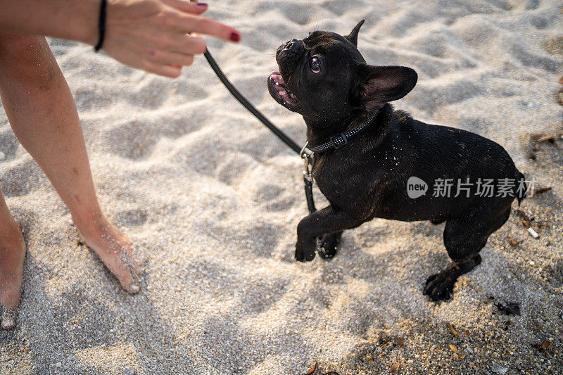 法国斗牛犬和沙滩上的女人