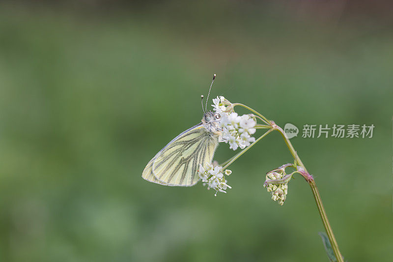 绿脉的白蝴蝶，在植物头上有花蜜