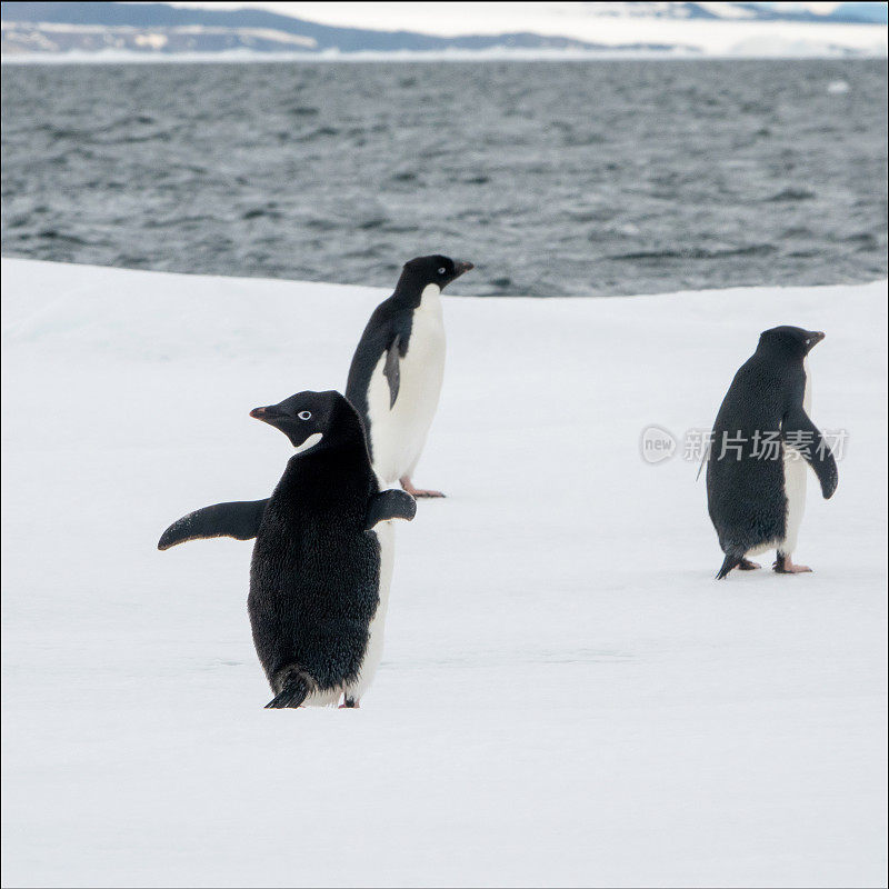南极冰上的阿德利企鹅