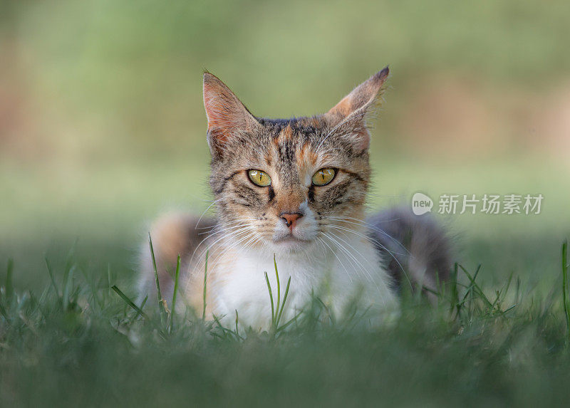 草地上多色的流浪猫
