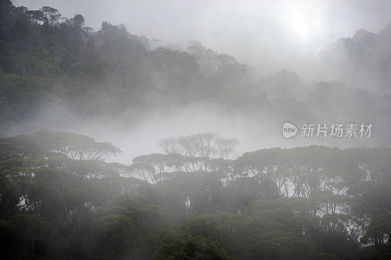 哥斯达黎加圣胡安娜保护区的大气云雾森林景观
