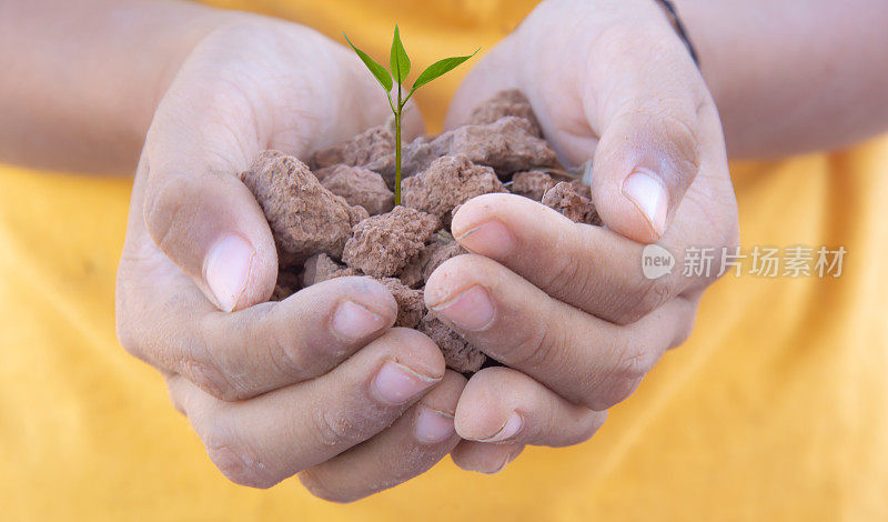 小绿树对土壤的呵护理念植树环保