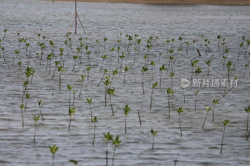 红树林植物