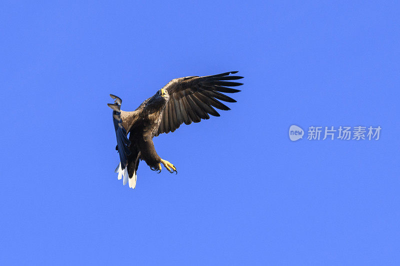 白尾鹰或海鹰在挪威北部的天空中狩猎