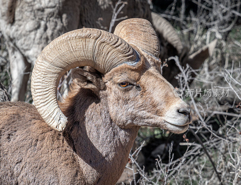科罗拉多皇家峡谷的大角公羊