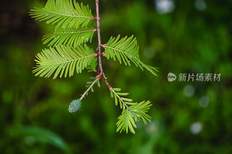 芽，松树，松芽糖浆，消费主义，欧洲