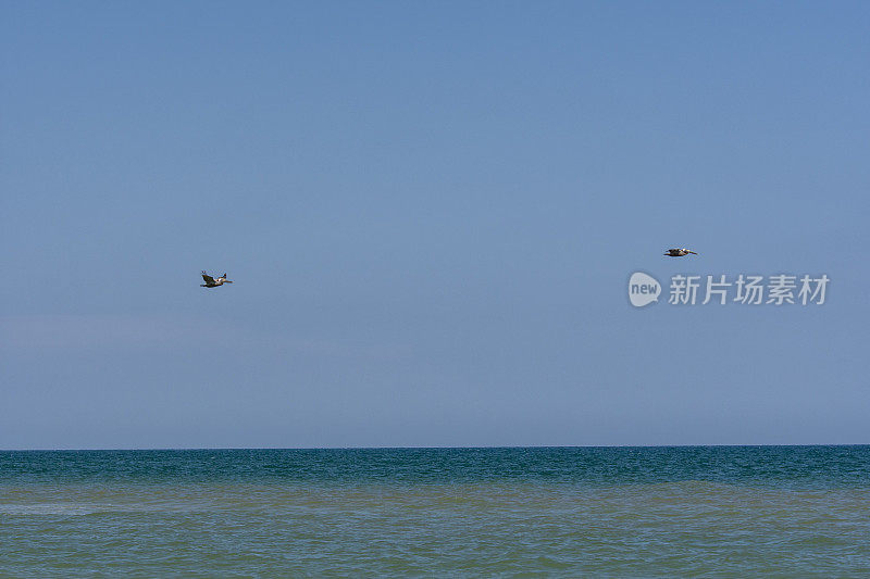 一对鹈鹕飞过海面，沙洲就在海面下