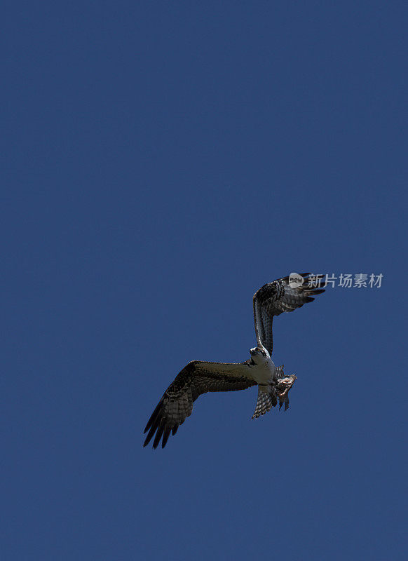 一架鱼鹰载着一条鱼的残骸在哥斯达黎加的Corobici上空飞行。