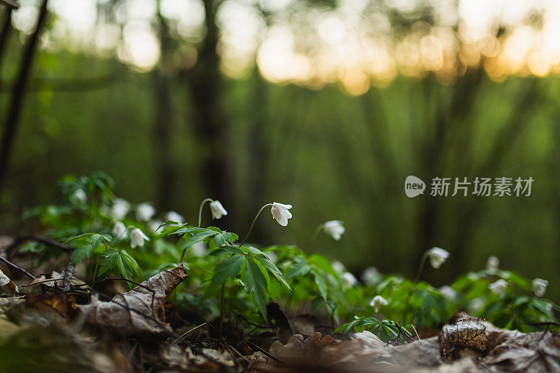 精灵森林。春天的花朵