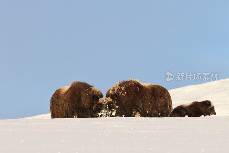 冬天的麝牛在Dovrefjell-Sunndalsfjella国家公园挪威