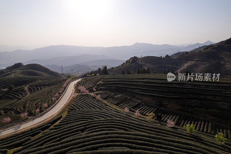 茶园内弯弯曲曲的山路