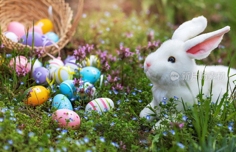 复活节兔子把复活节彩蛋藏在绿色的草地上。