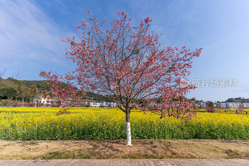 阳光明媚的日子里，油菜花田和樱花盛开