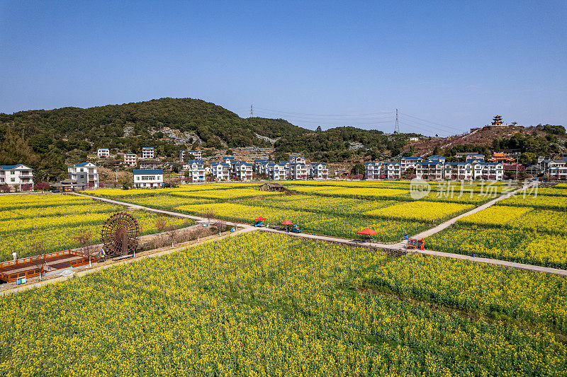 黄色的油菜花田在农村