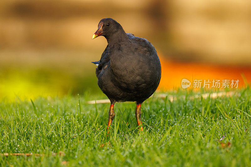 年轻的暗色摩尔亨，加里努拉特内布罗斯