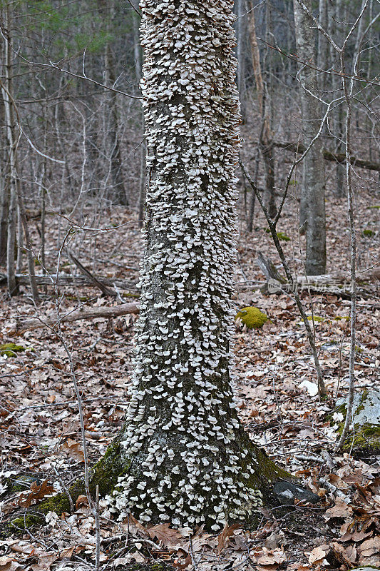 树干上覆盖着支架真菌