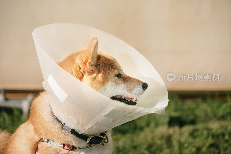 带伊丽莎白时代项圈的柴犬